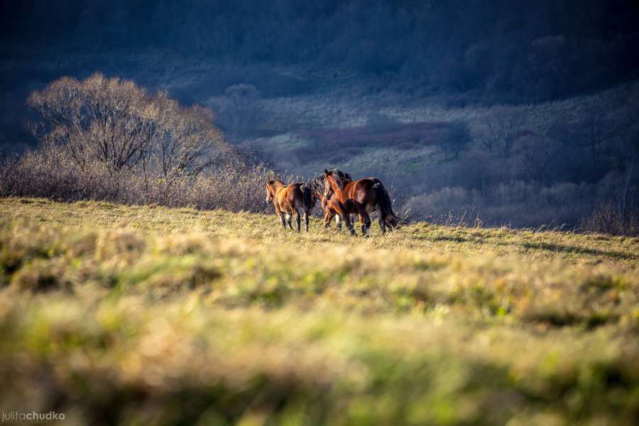 Bieszczady