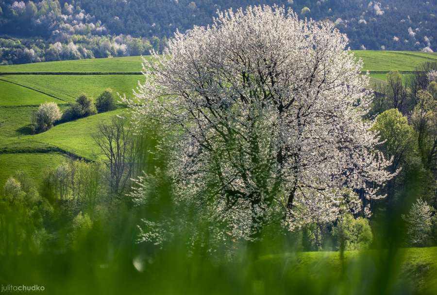 Bieszczady